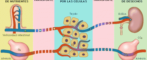 Nutricion Celular